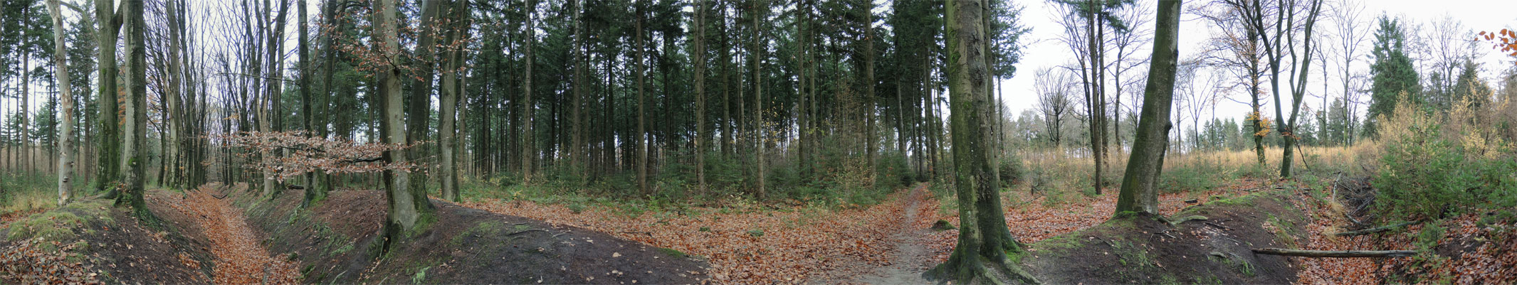 Boswachterij Gees rode route panorama – voetzoekers boswachterij-gees-rode-route-panorama-voetzoekers