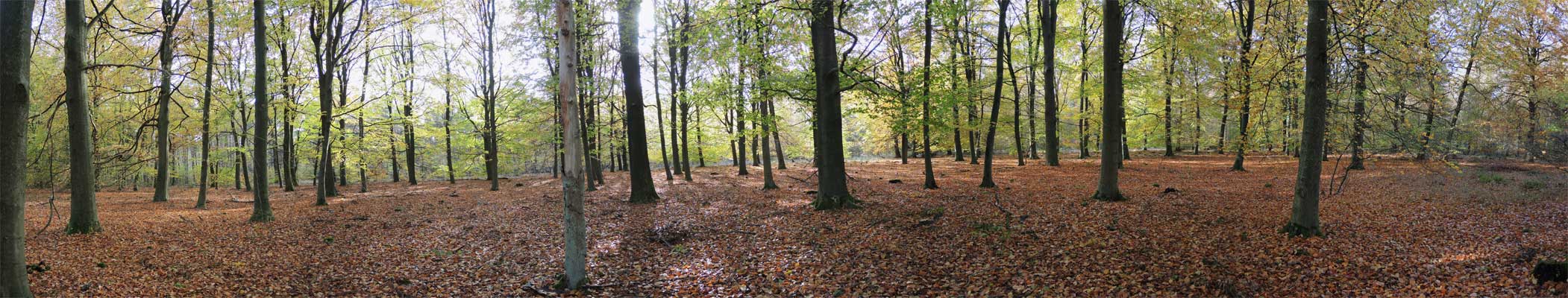 Boswachterij Gieten Borger Twee Gemeenten wandeling route panorama – voetzoekers boswachterij-gieten-borger-twee-gemeenten-wandeling-route-panorama-voetzoekers