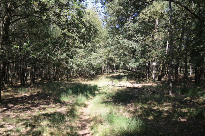 Orvelterzand – 11 pad door bos – voetzoekers