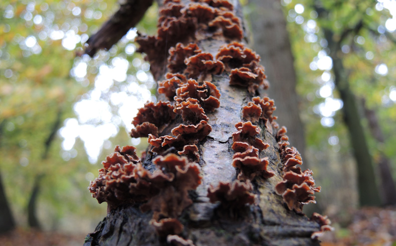 voetzoekers-landgoed-vossenberg-paddenstoelen