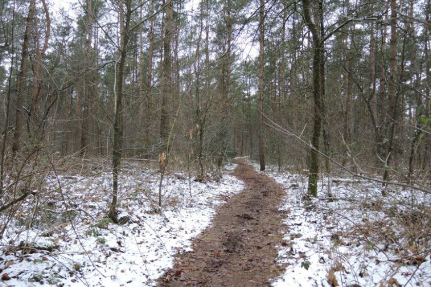 voetzoekers – Noordbargerbos-Noord – 4 Besneeuwd bos