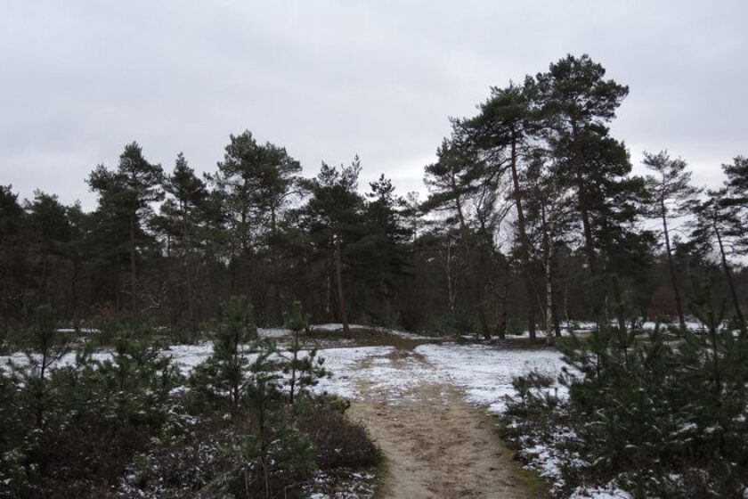 voetzoekers – Noordbargerbos-Noord – 8 Naaldbomen