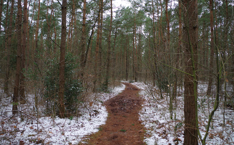 voetzoekers-noordbargerbos-noord-naaldbomen