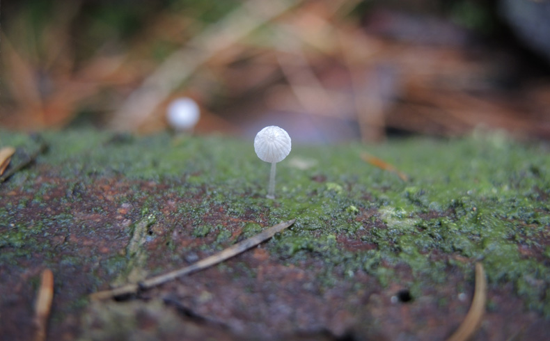 voetzoekers-twee-gemeenten-paddenstoel