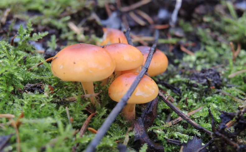 voetzoekers-familiepad-noordenveld-paddenstoelen