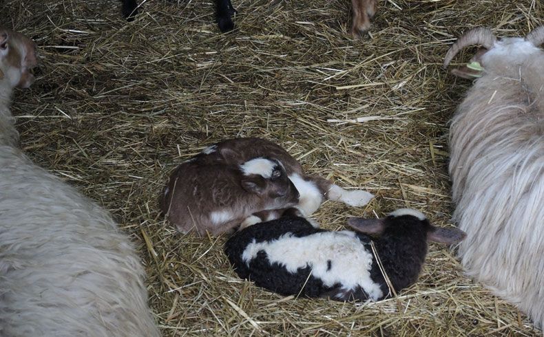 voetzoekers-schaapskooi-achter-t-zaand-nog-meer-lammetjes