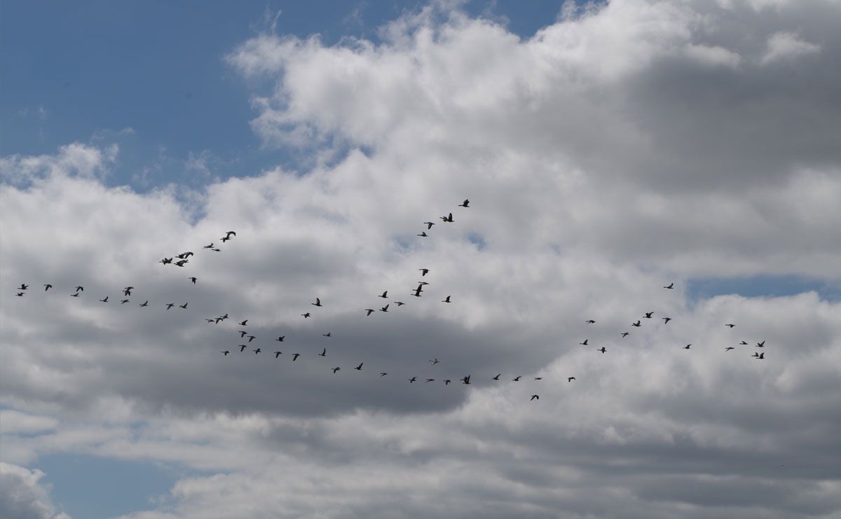 voetzoekers-annermoeras-ganzen-in-vlucht