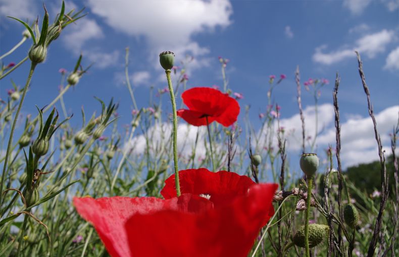 voetzoekers-beekdal-hondstong-bloemenweide