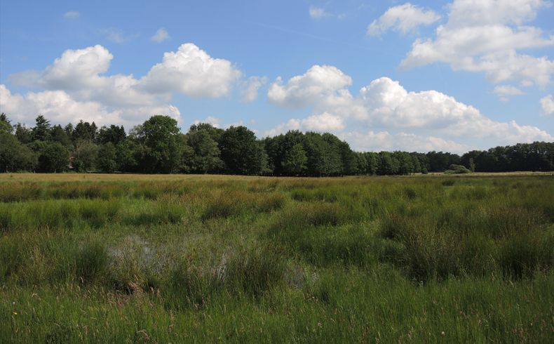 voetzoekers-beekdal-hondstong-grasland