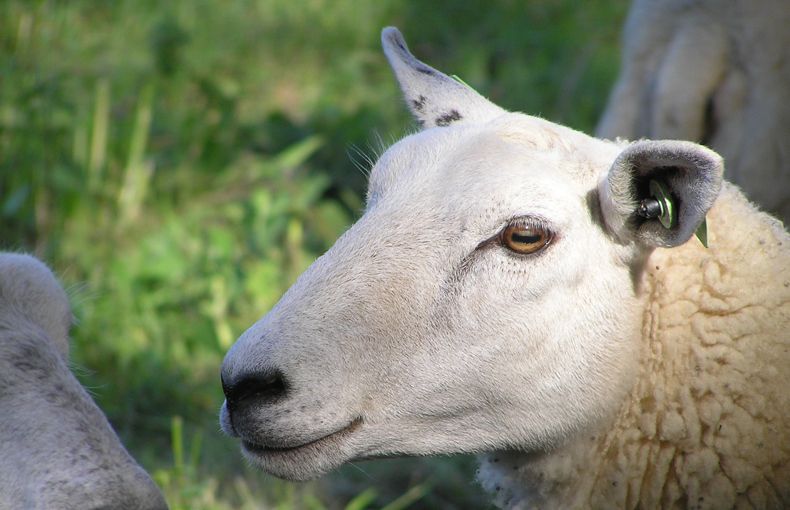 voetzoekers-beekdal-hondstong-schapen-in-het-gebied